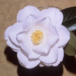 Emerson Waltz